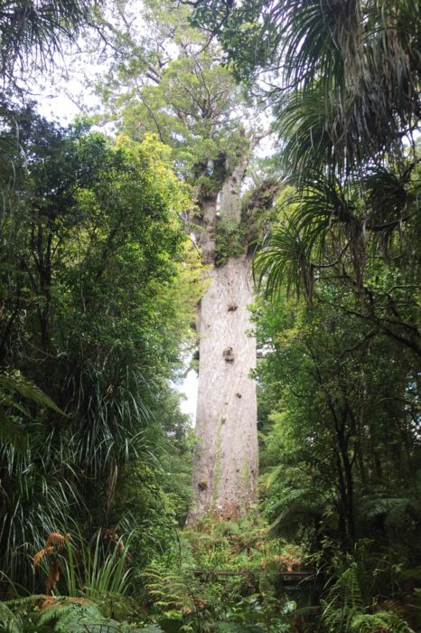 Los impresionantes árboles Kauri
