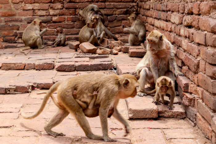 Lopburi templo de los monos
