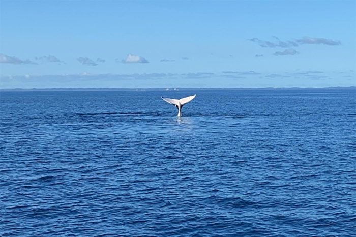 Avistamiento de ballenas en Hervey Bay