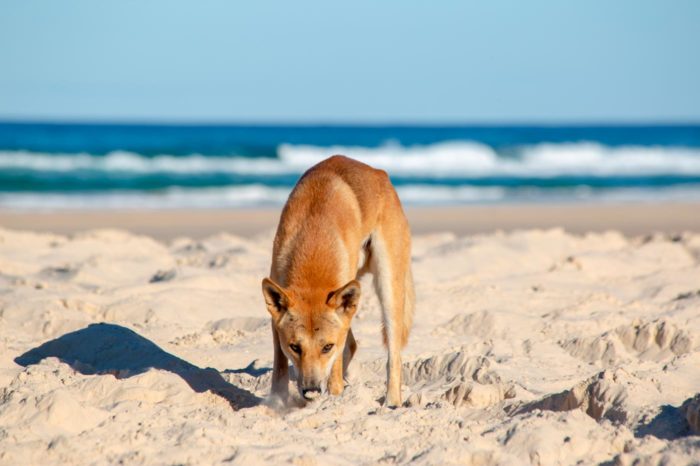 Dingos en Fraser Island