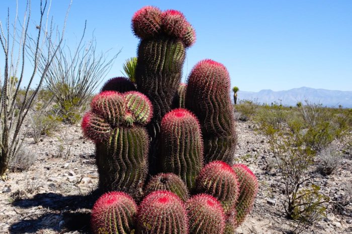 Tierra de semidesiertos, cactus, biznagas y mucho peyote, en el pleno centro de la cultura huichol