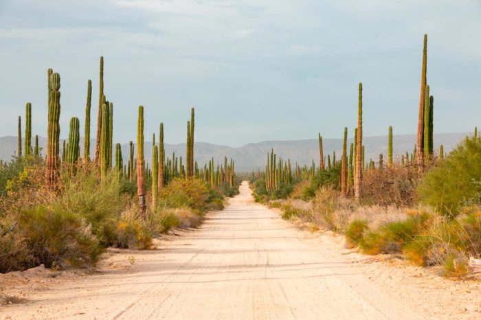 Interminables caminos y carreteras jalonadas por cactus gigantes y playas de no tan pacíficos oleajes