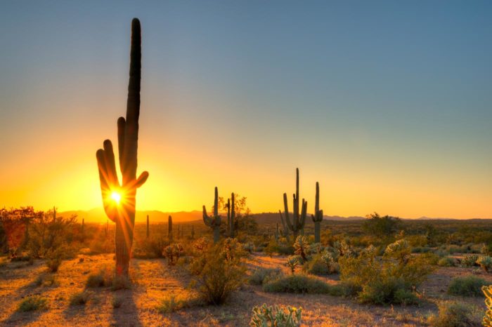 El desierto de Sonora es para conducirlo y perderse en él entre cactus y atardeceres