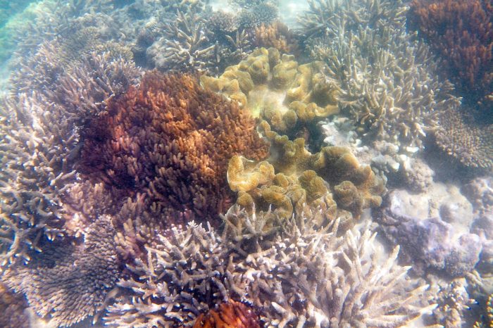 Buceando entre corales