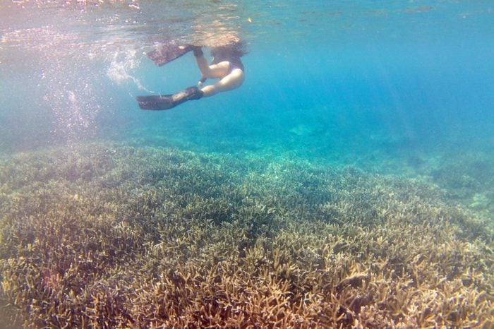 Snorkeling en Great Keppel Island