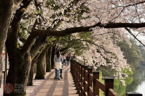Cerezos en flor por Corea del Sur