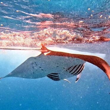 La doble cara de Maafushi: Explorando la relación entre el turismo y la fauna marina